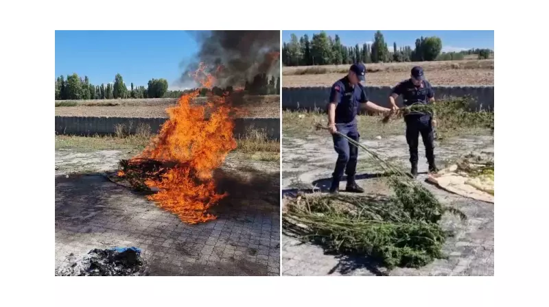 Alaca'da Dev Operasyon: 21 Kök Kenevir Ele Geçirildi!