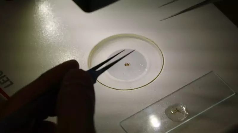 Çankırı'da İklim Bilimcileri Şaşkına Çeviren Keşif: Akdeniz İklimine Özgü Kara Yosunu Bulundu!