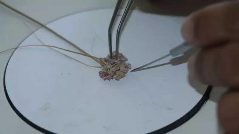 Çankırı'nın Gizemli Topraklarından Yeni Bir Endemik Soğan Türü Çıktı! İşte Detaylar