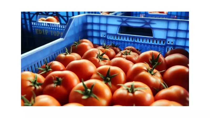 Antalya'daki Domates Krizi: Ukrayna'nın Anti-Damping Kararı Çiftçiyi Vurdu!