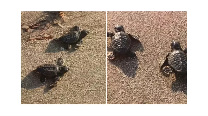 Aydın ve İzmir'de Muhteşem Doğa Olayı: 469 Caretta Caretta Yavrusu Denizle İlk Buluşmasını Yaşadı!