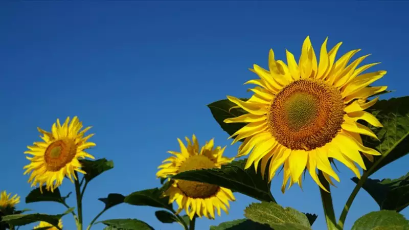 Ayçiçeği Alım Fiyatı Açıklandı! Çiftçi İçin Kritik Rakam Ne Oldu?