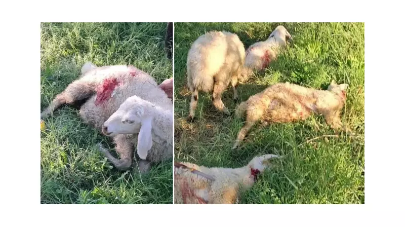 Başıboş Köpeklerin Ölümcül Saldırısı: Kars'ta 6 Kuzu Telef Oldu!