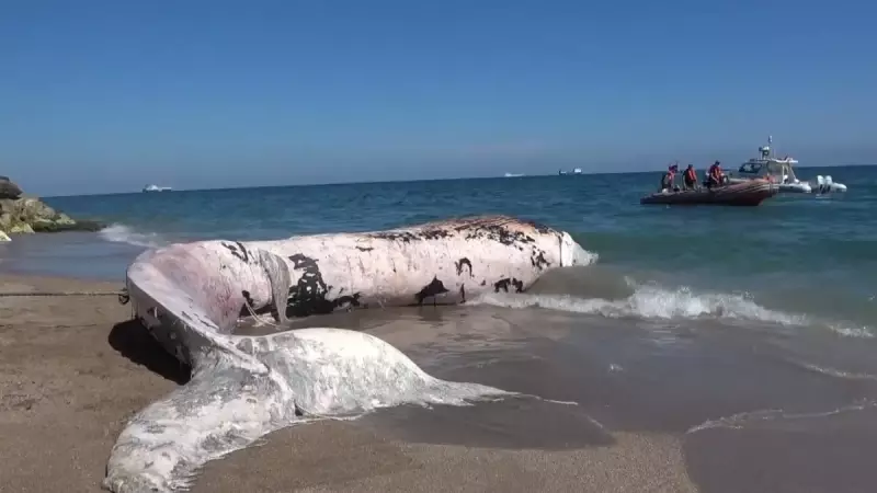 Bahçede 4 Yıl Önce Gömülen Dev: 16 Metrelik Fosil Şaşkınlık Yarattı!