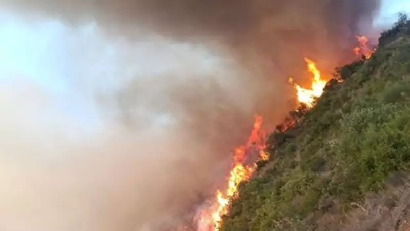 Balıkesir'de Trafik Kazası Orman Yangınına Dönüştü! İtfaiye Seferber Oldu