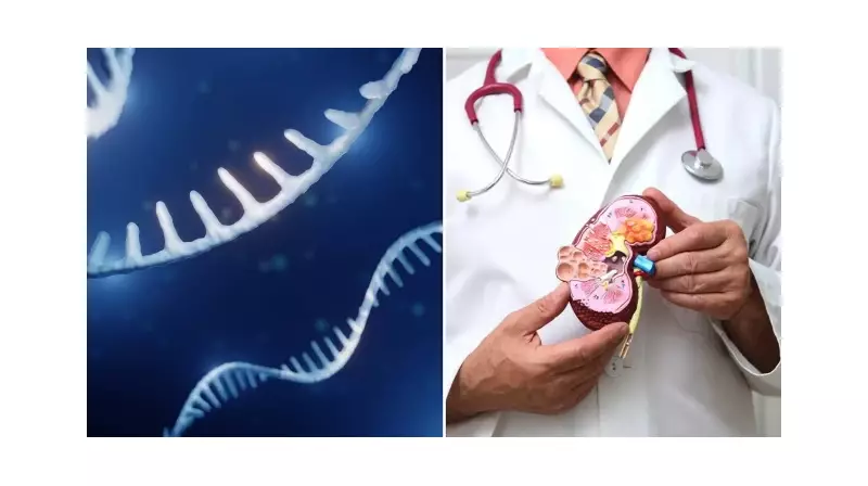 Böbrek Yetmezliğine Çare Olacak Devrim: MikroRNA İle Tedavi Yolu Açıldı!