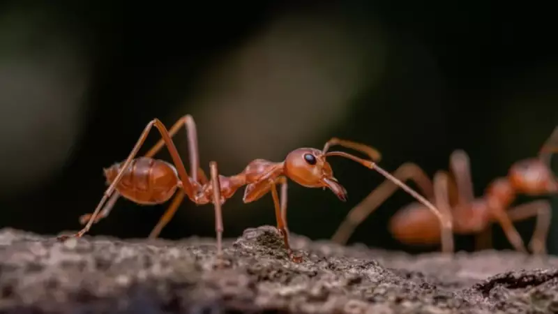Bilim Dünyasını Şoka Sokan Keşif: Karınca Kraliçesi, Tek Türle Yetinmiyor, İki Farklı Türden Yavru Üretiyor!