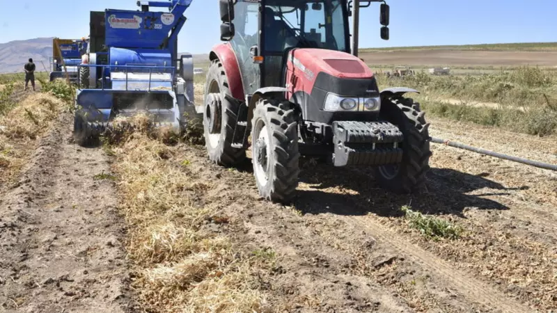 Bitlis'te Kuru Fasulye Hasadı Bereketi: 110 Bin Dekar Alanda Rekor Üretim Bekleniyor!