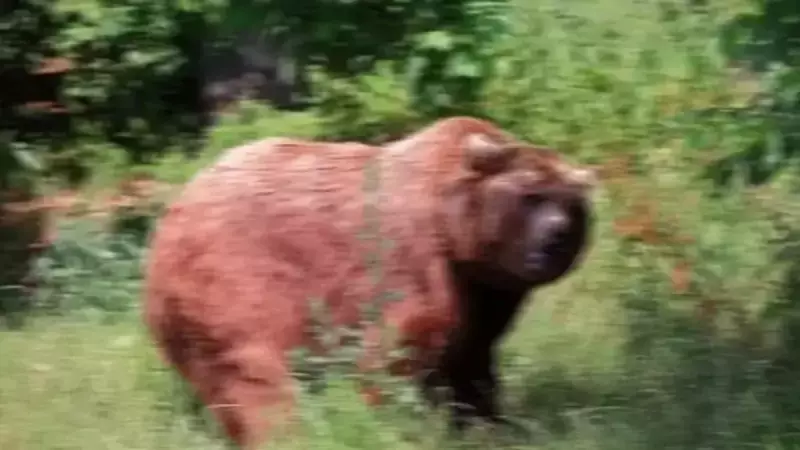 Bolu'da Akıl Almaz Av Kazası: 'Ayı Sandım' Dediği İmamı Vurdu!