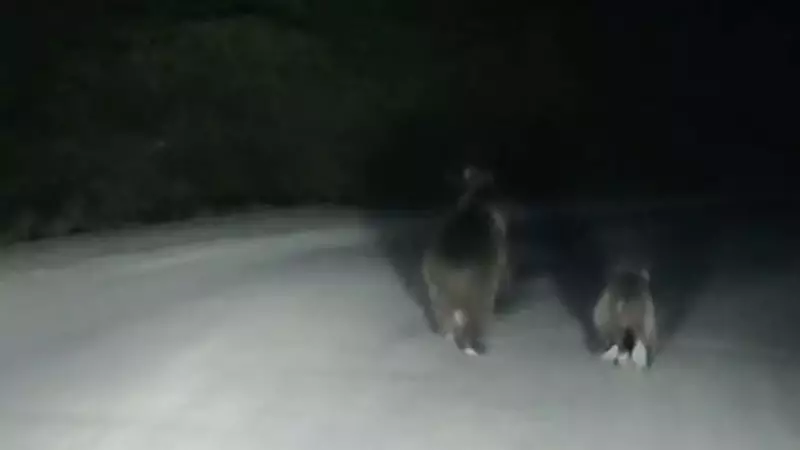Bolu'da Anne ve Yavru Ayı Görüntülendi: Doğanın Kalbinde Bir An!