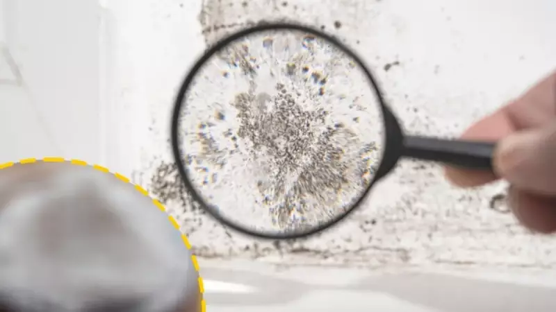 Bu Doğal Yöntemle Evdeki Küf ve Nem Sorununa Son! Pencerenin Önüne Koyun ve Mucizeyi Görün