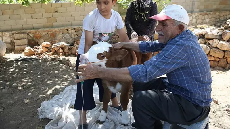 Buzdan Meleğin Mucizevi Dokunuşu: Donmak Üzereyken Kurtarılan Buzağıya Bebek Gibi Bakıyorlar!