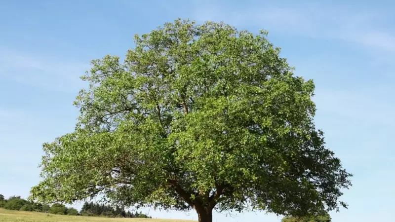 Ceviz Ağacının Altında Uyumanın Şaşırtan Gerçeği: Bilim Açıkladı!