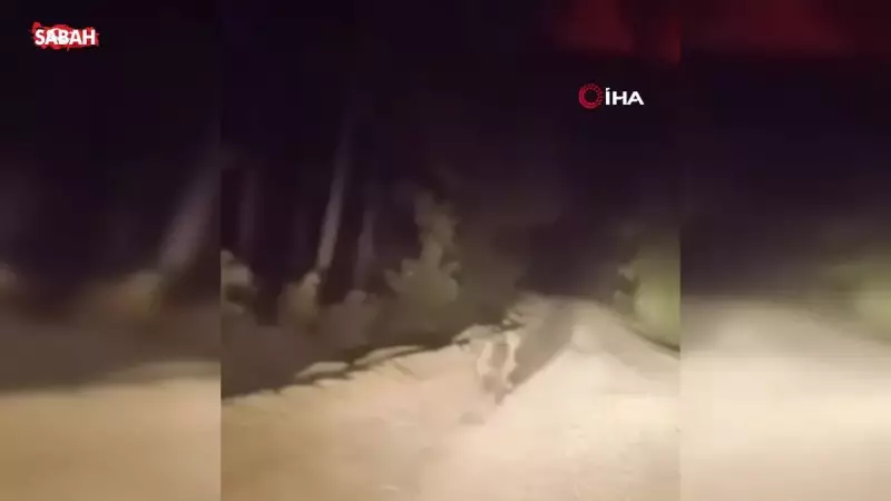 Dag Yolunda İnanılmaz Anlar: Araçla Karşılaşan Ayı Panik İçinde Kaçtı!