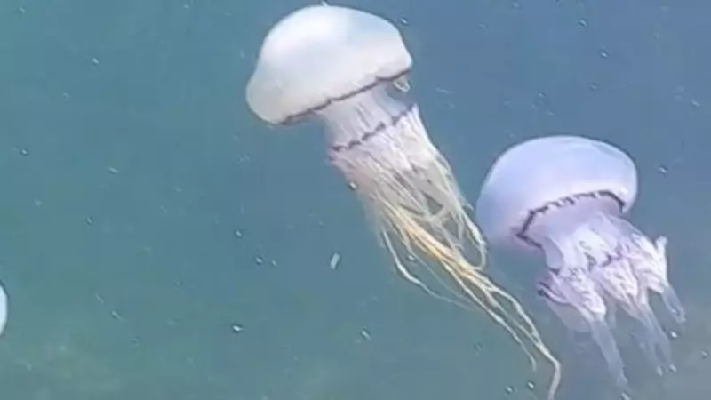 Denizanaları İstilası: Müsilajın Habercisi mi? Uzmanlar Uyarıyor!
