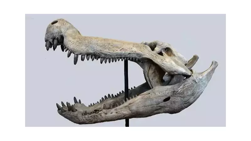 Dinozor Avcısı Timsah Keşfedildi! 85 Milyon Yıllık Fosil Şaşkınlık Yarattı