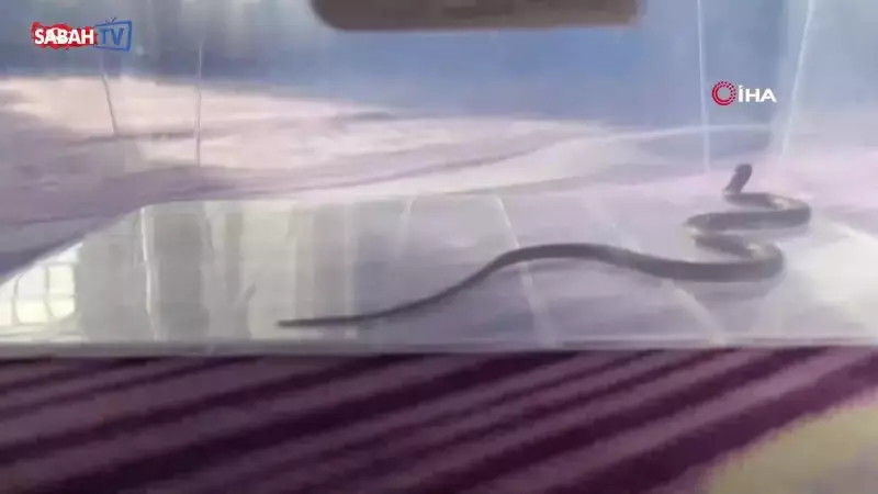 Diyarbakır'da 4. Kattaki Çocuk Odasına Yılan Girdi! Aile Dehşet Dolu Anları Anlattı