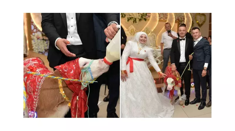 Düğünde Gelin ve Damada Sıra Dışı Hediye: Canlı Buzağı!