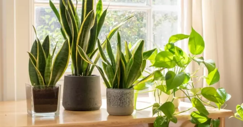 Dünya ve Türkiye'nin Nefes Kesici Bitki Zenginliği: İşte Karşınızda Doğanın Şaşırtan Çeşitliliği!