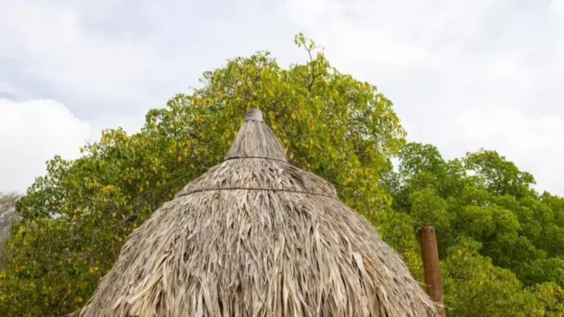Dünyanın En Ölümcül Ağacı: Mancinella'ya Dokunmak Bile Zehirliyor!