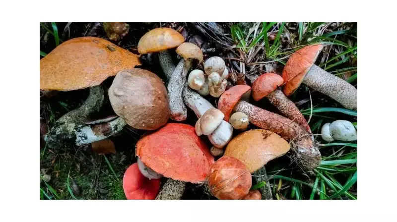 Doğada Kendi Başına Mantar Toplamak Ölümle Sonuçlanabilir! Uzmanından Kritik Uyarılar