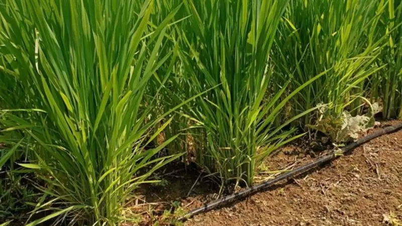 Çeltikte Devrim Gibi Yöntem: Damla Sulama ile Rekor Verim Artışı!