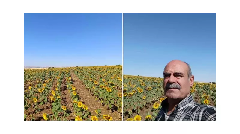 Çemişgezek'te Tarımda Bir İlk: Yağlık Ayçiçeği Hasadı Başladı!