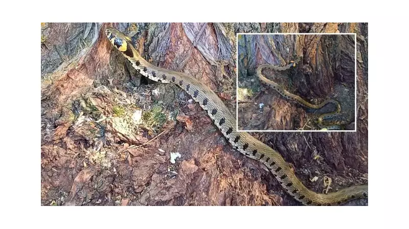 Erzincan'da Görüntülendi: Kulağını Küpeye Benzeten Su Yılanı Şaşırttı!