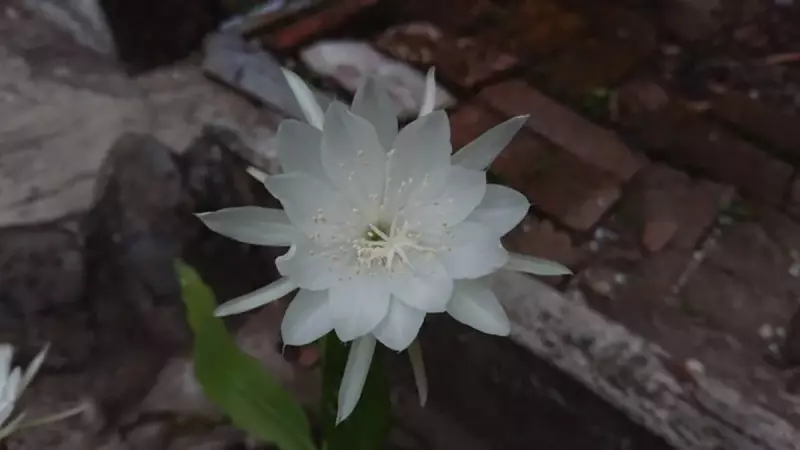 Gece Açan ve Sabah Kaybolan Çiçek: Sadece 6 Saatlik Ömrüyle Büyüleyen Mucize!