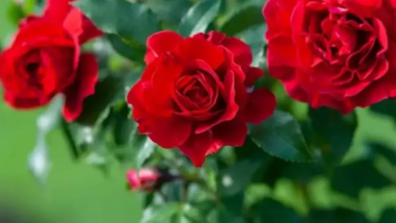 Güllerin Büyüleyici Dünyası: Türkiye'de ve Dünyada Yetişen En Göz Alıcı Gül Türleri ve İsimleri