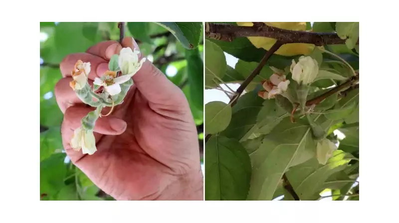Gümüşhane'de Doğa Ananın Şaşkınlığı: Eylül'de Çiçek Açan Elma Ağacı Görenleri Hayrete Düşürdü!