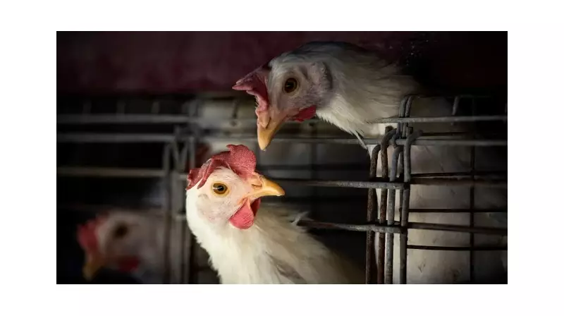 Güney Kore'de Kuş Gribi Alarmı! İlk Vaka Tespit Edildi, Karantina Başladı