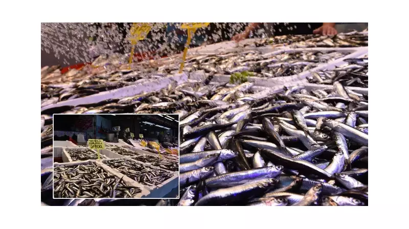 Hamsi Bolluğu Ekonomiyi Şaha Kaldırdı: 8 Ayda 99 Milyon Dolarlık Rekor!