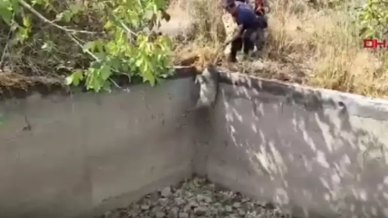 Hatay'da İnanılmaz Kurtarma Operasyonu: Boş Havuza Düşen Domuz İtfaiye Ekiplerince Kurtarıldı!