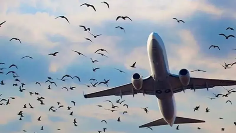Havalimanı Alarmı: Kuş Sürüleri Pistleri İşgal Ediyor, Uçuşlar Riske Giriyor!
