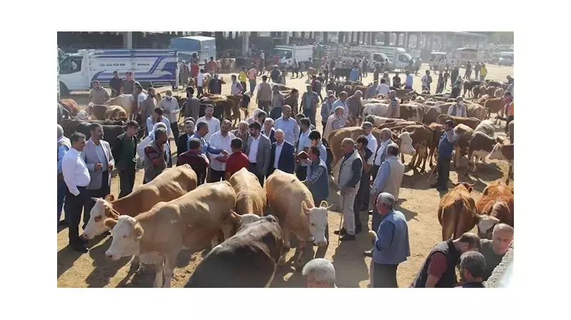 Hayvan Pazarları Açıldı mı? 2024 Satış Fiyatları ve Güncel Liste!