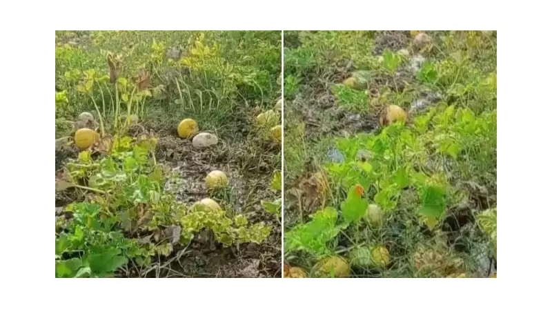 Çiftçi İsyan Etti: Su Arkları Temizlenmeyince Bir Yıllık Emek Yok Oldu!