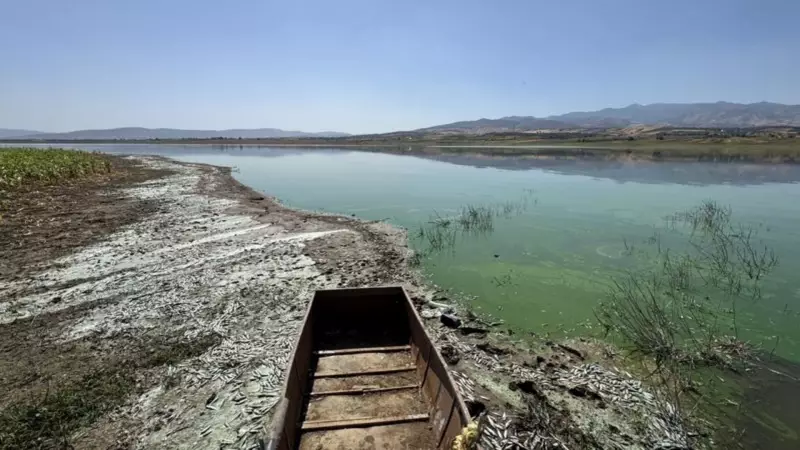 Şir Barajı'nda Yaşanan Balık İstifası: Yetkililer Harekete Geçti!