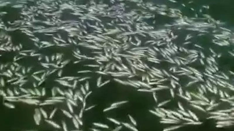 Kahramanmaraş'ta Balık Ölümleri Göle Keder Getirdi: Çevresel Felaketin Sessiz Tanıkları