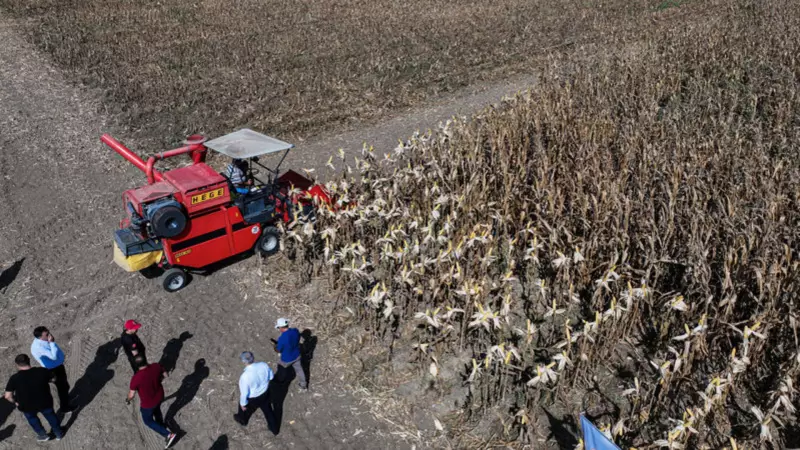 Kale Mısırı Tarla Günü'nde Göz Kamaştırdı: Üreticiler ve Uzmanlar Bir Arada!