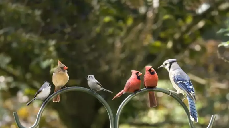 Kanatlı Harikalar Diyarı: Türkiye ve Dünyada Kaç Çeşit Kuş Yaşıyor? İşte Şaşırtan Rakamlar!
