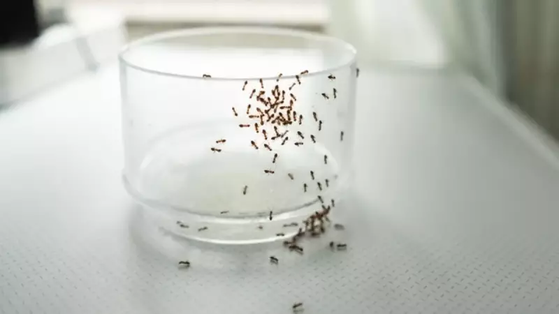 Karıncalardan Kurtulmanın Doğal Yolu: Tek Bir Baharat ile Kalıcı Çözüm!