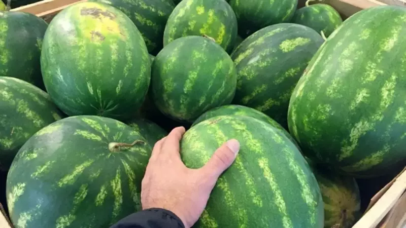 Karpuz Seçmenin Püf Noktaları: Mükemmel Bir Karpuzu Sapından ve Kokusundan Anlamanın Sırları