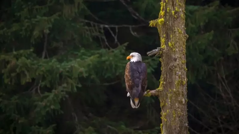 Kartalların Büyüleyici Dünyası: Türleri, İsimleri ve Şaşırtıcı Özellikleri