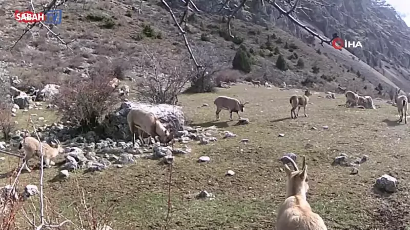 Kayseri'nin Yaban Hayatından Nefes Kesici Görüntüler: Fotokapana Takılan Dağ Keçisi Sürüsü