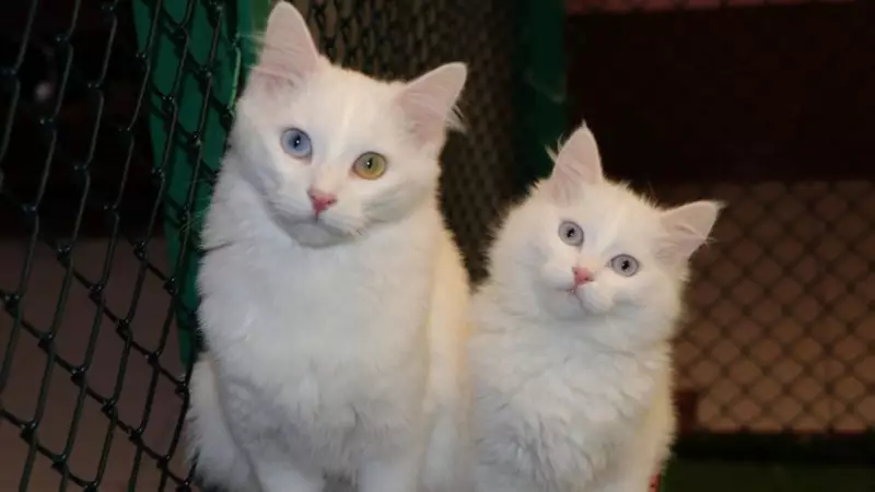 Kedi Villası'nda Sevindiren Haber: Yeni Nesil Patiler Dünyaya Gözlerini Açtı!