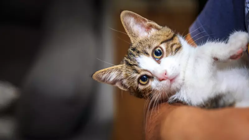 Kedinizin Bıyıklarını Asla Kesmeyin! İşte Olağanüstü Fonksiyonları