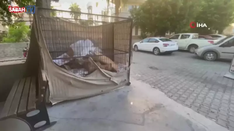 Kediyi Tekmeleyip Fırlatan Kişi Tutuklandı! İşte O İnanılmaz ve Üzücü Görüntüler