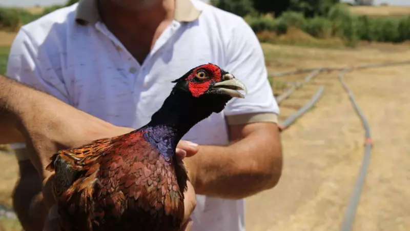 Kene İstilasına Karşı Doğaya Devasa Bir Nefes: 1 Milyona Yakın Keklik ve Sülün Doğayla Buluştu!