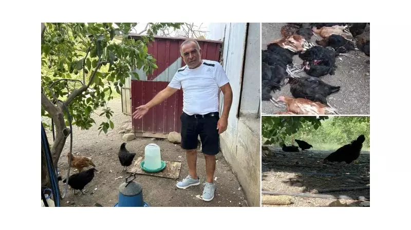 Kümese Giren Sahipsiz Köpekler 70 Tavuğu Telef Etti! Çiftçi İsyan Etti